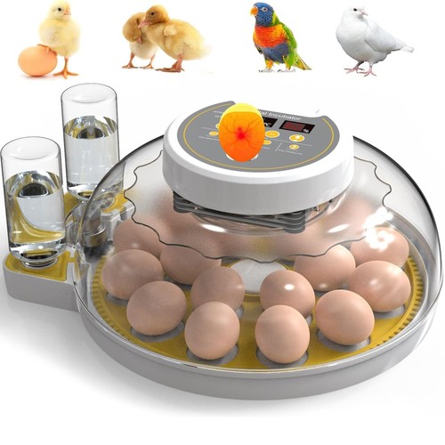 Egg incubator eggs - 18-60,
