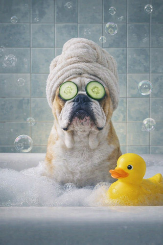 English bulldog retriever - bulldog, spa