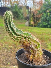 Large Flowering 'Mother'