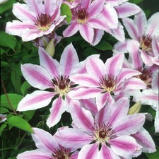 Clematis 'Nelly Moser'. 4L Plant. Pink & white flowers. Climbing perennial