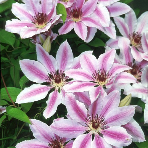 Clematis nelly moser - moser'., 4l