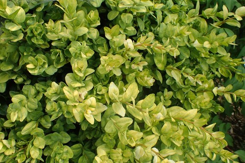 Buxus sempervirens latifolia - sempervirens,