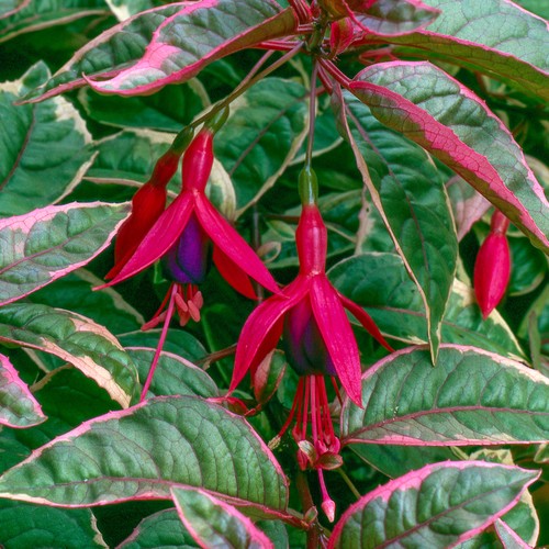 Fuchsia tom west plants - fuchsia,