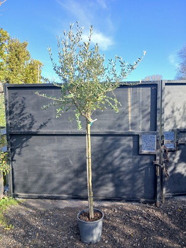 European olive tree - olive, standard