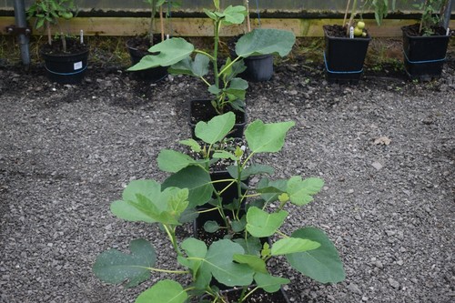Fig lebanese brown - fig,