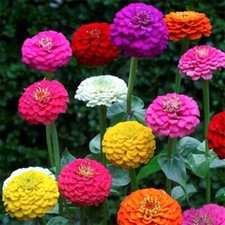 Pom giant lilliput - 50,