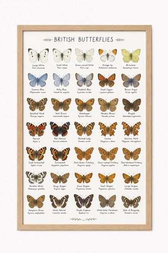 British butterflies poster - butterflies, a4