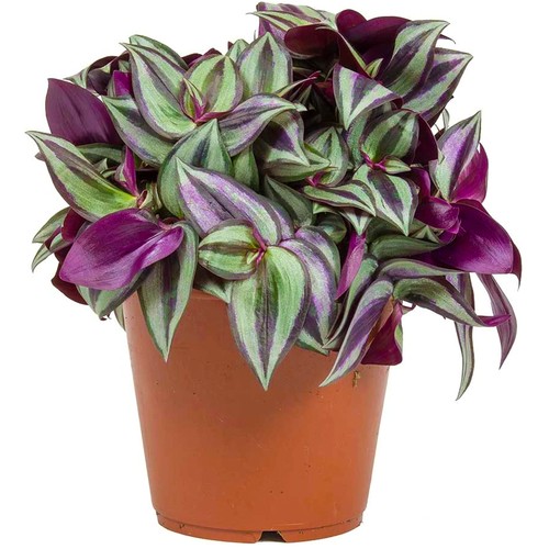 Tradescantia zebrina inch - tradescantia,