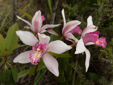Orchid Species Cymbidium