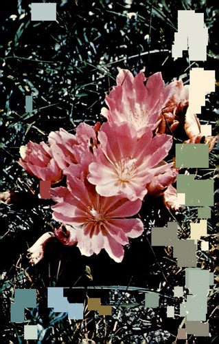Bitterroot montana - bitterroot,