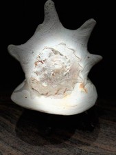 Large Real Vintage Queen