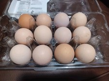 12 BRAHMA Chicken Hatching