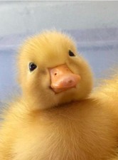 12 Pekin Duck Eggs some