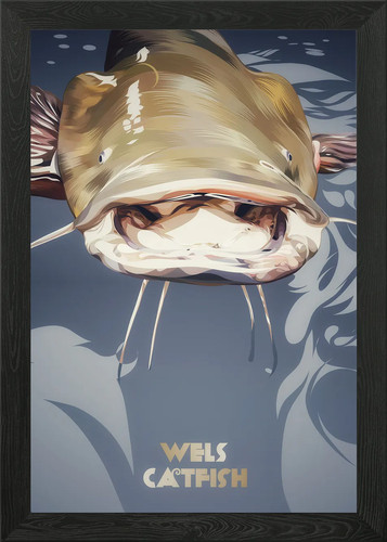 Wels catfish framed wall - catfish,