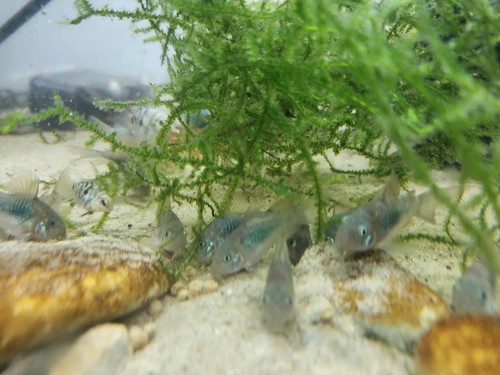 Group green emerald - 6,