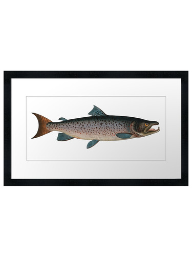 Salmon vintage illustration - salmon,