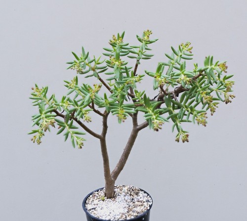 Crassula sarcocaulis hardy - -,
