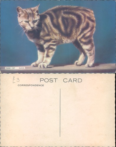 Manx cat pl23102 - manx, animal
