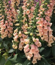  Foxglove 'Peach' Hybrid