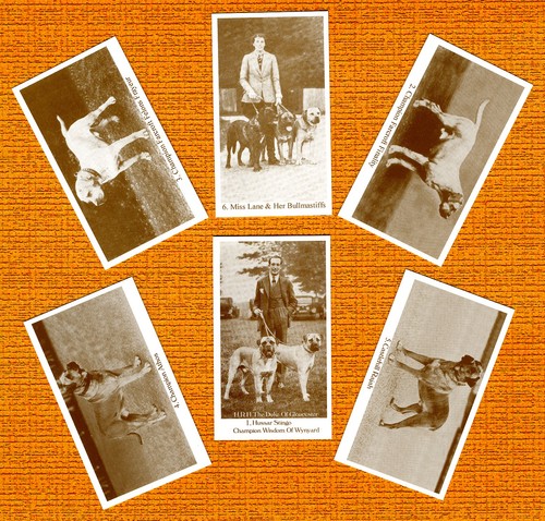 Bullmastiff set six - bullmastiff, dog