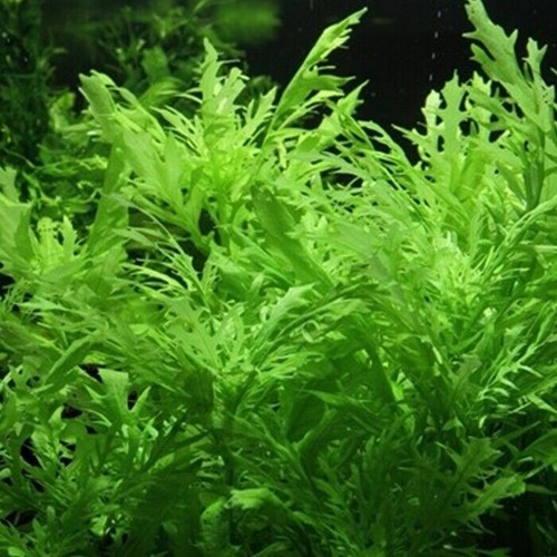 Hygrophila difformis - hygrophila, (5x)