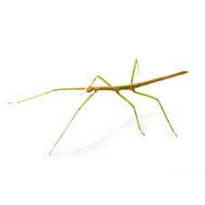 Carausius morosus Indian Stick