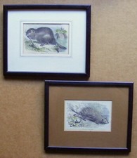 Beaver (after Robert Kretschmer) & Tuft-Tailed Porcupine (W S Coleman)