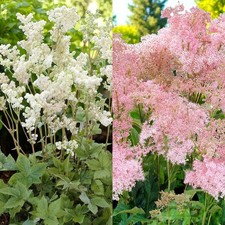 Filipendula Bare Roots -