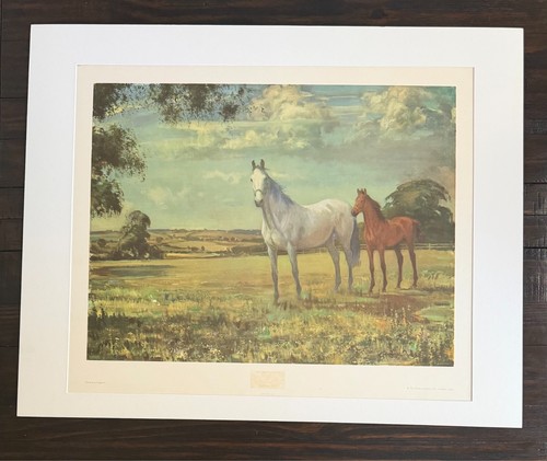 Mare and foal a paddock - and, in