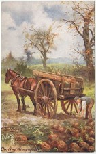 CARTING MANGOLDS, HORSE &