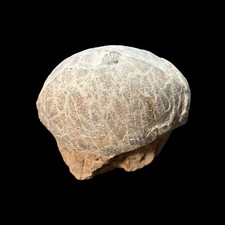 Fossilized Egg Hadrosaur