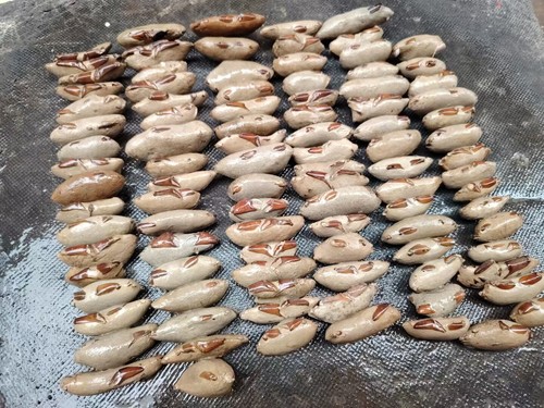 Crab fossils from - 10, pc