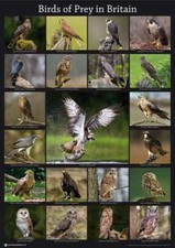 Birds of Prey in Britain