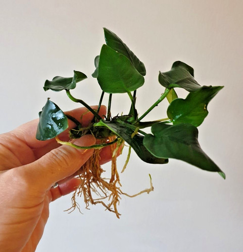 Anubias nana aquarium - x,