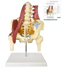 Human Lumbar Spine Bone Model