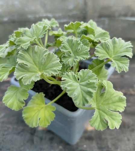 Pelargonium fragrans - ,