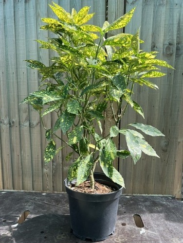 Large aucuba japonica - aucuba, japonica/japanese