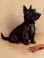 SCOTTISH TERRIER CHARMING