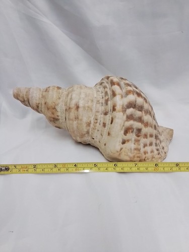 Large conch shell nautical - large,