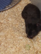 Siberian Hamster And Cage