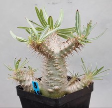 Sale Rare Cacti Live Pachypodium ssp. gracilius Random Caudex Feature Decor