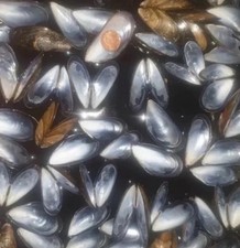 100 hinged shells (200 single shells) Mussel Shells Beach Seashells Blue South E