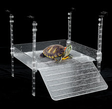 Hanging Turtle Basking