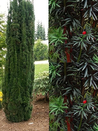 Taxus baccata fastigiata - baccata,