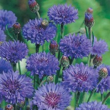9 Sweet Blue Cornflower