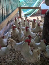 12 Purebred White Leghorn