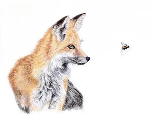 Red fox wildlife print - red, a4