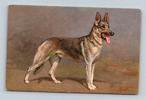 Switzerland 1910s alsatian - switzerland,