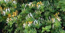 4 Plants Well Rooted Japanese