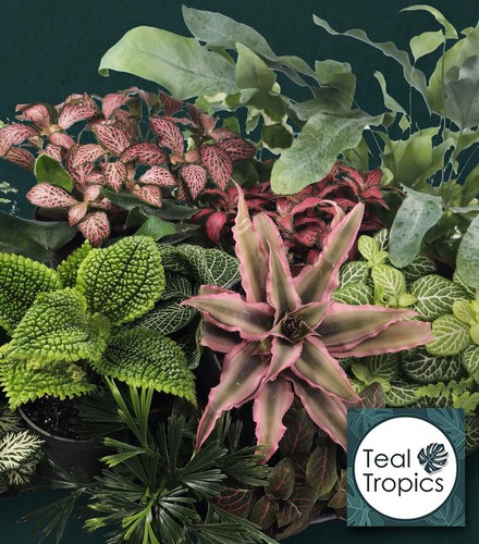 Terrarium plant mix - plant,